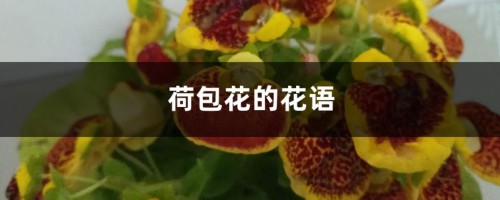 荷包花的花语和寓意，有什么传说故事