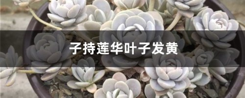 子持莲华黄叶的原因和处理办法