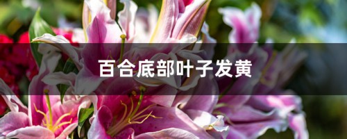 百合底部叶子发黄怎么办