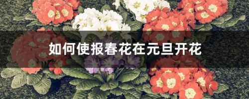 如何使报春花在元旦开花