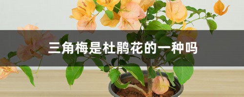 三角梅是杜鹃花的一种吗，是什么植物