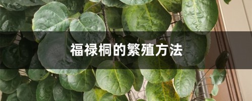 福禄桐的繁殖方法